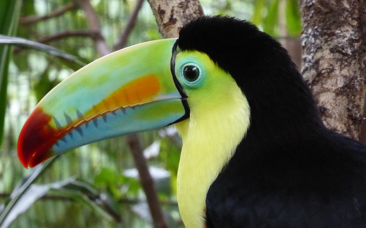Costa Rica: nachhaltiger Tourismus im grünen Paradies