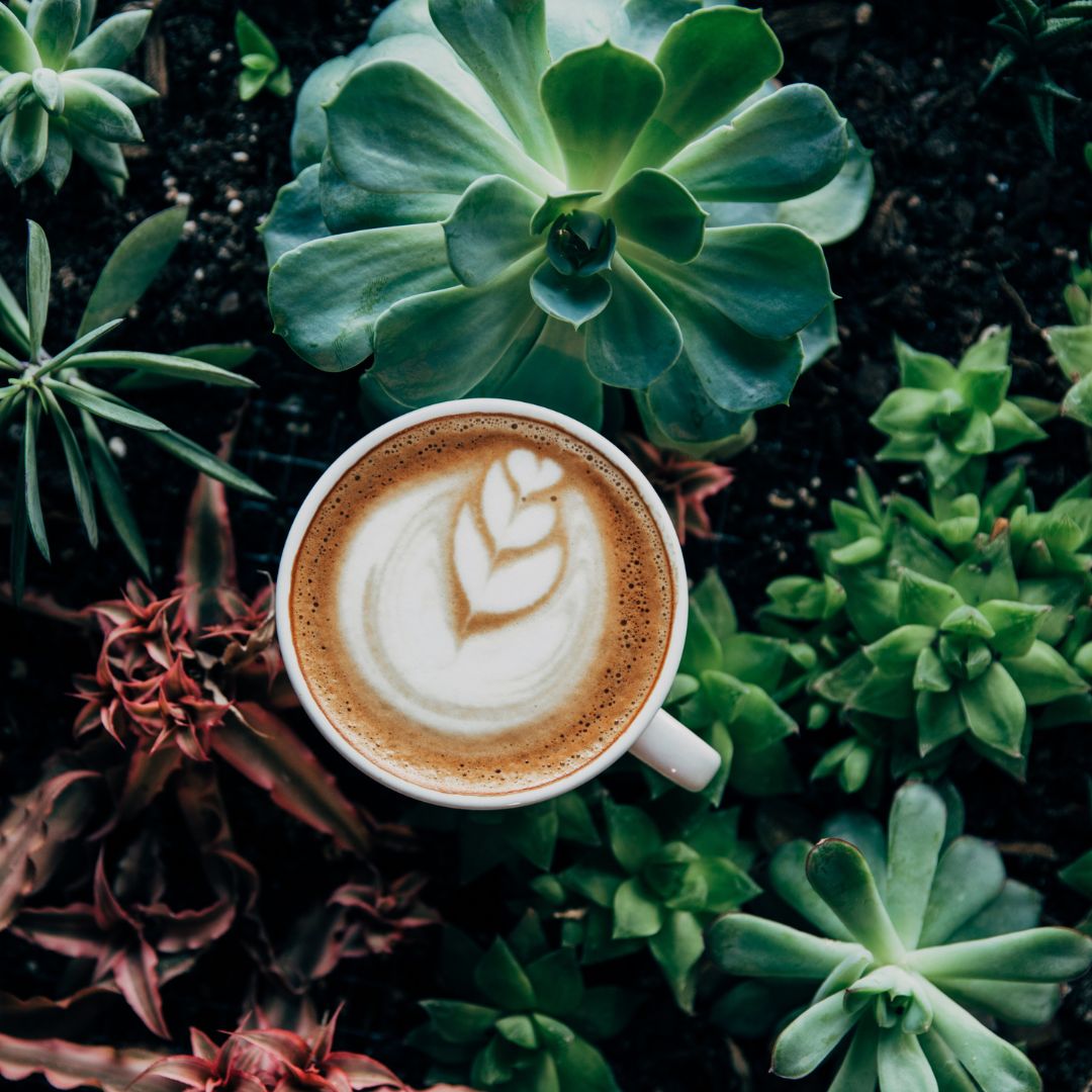 The art of decaffeinated coffee