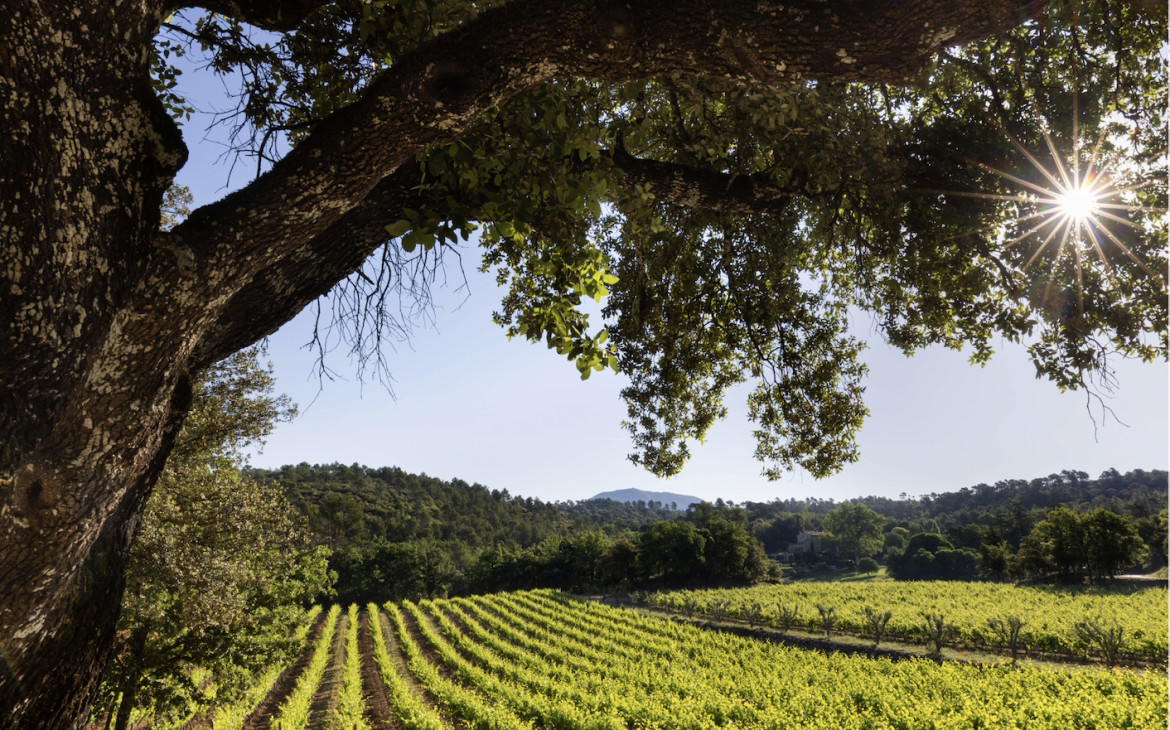 Château Margüi in Provence