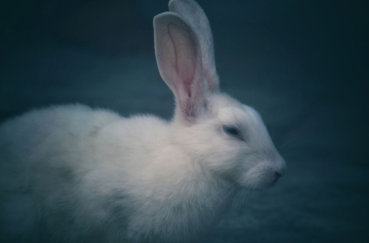 Cruelty-free cosmetics