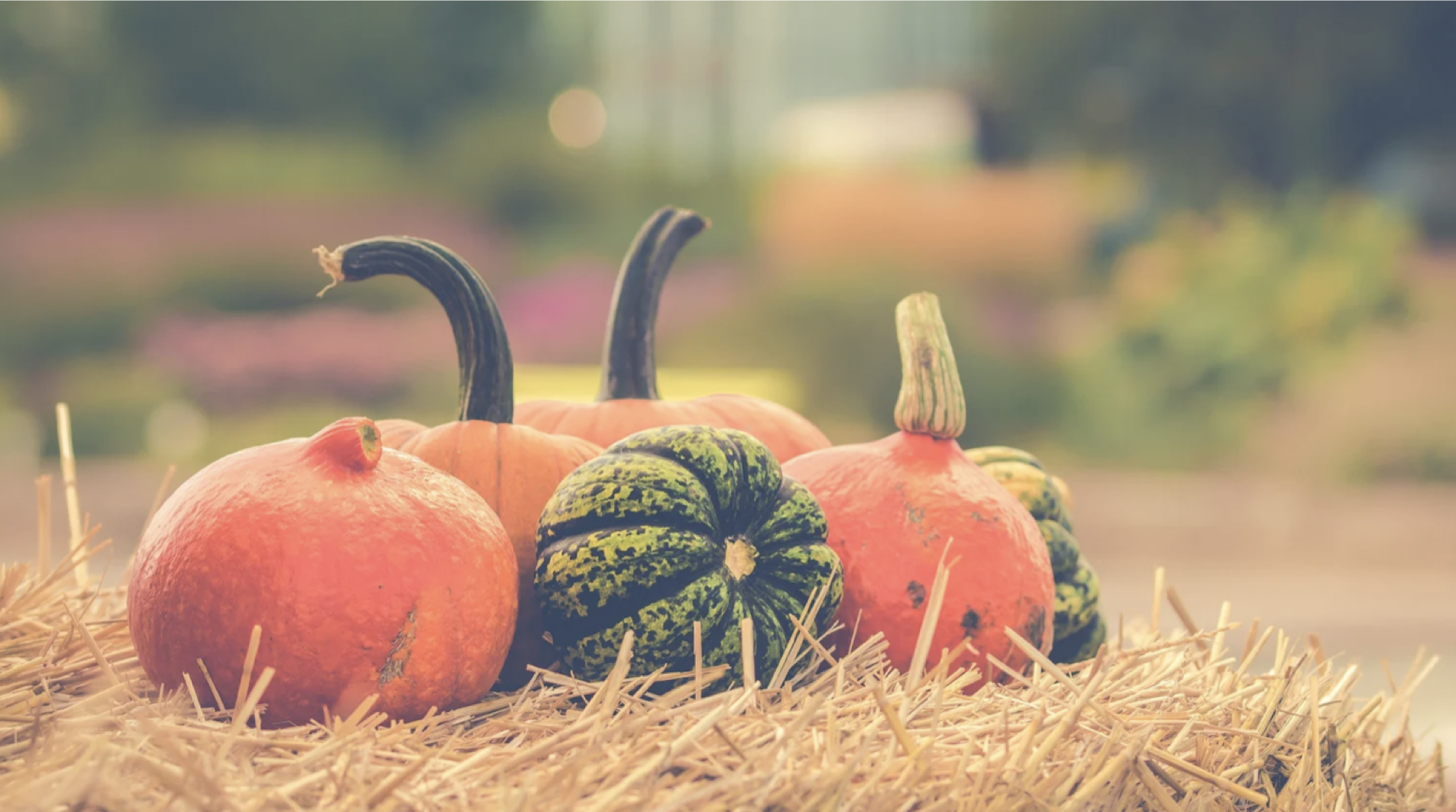Pumpkin for autumn