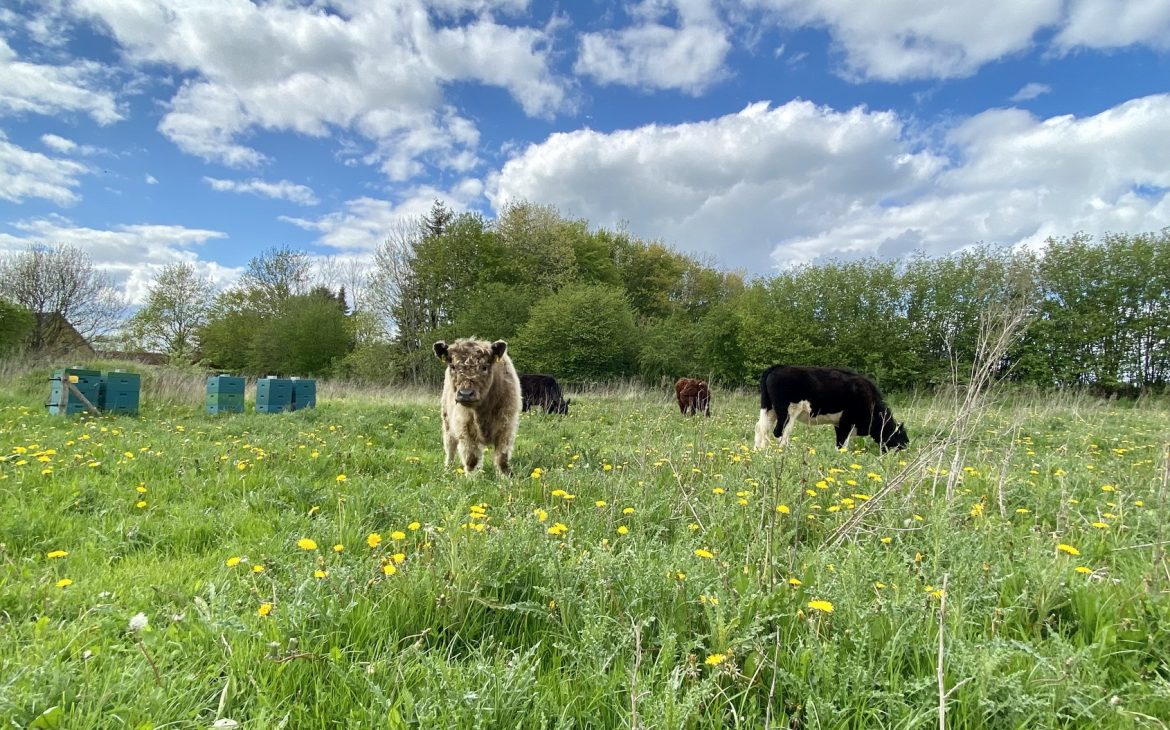 Biodiversity at Janbeck's FAIRhaus in Schleswig-Holstein — experience nature and watch the cattle and bees.