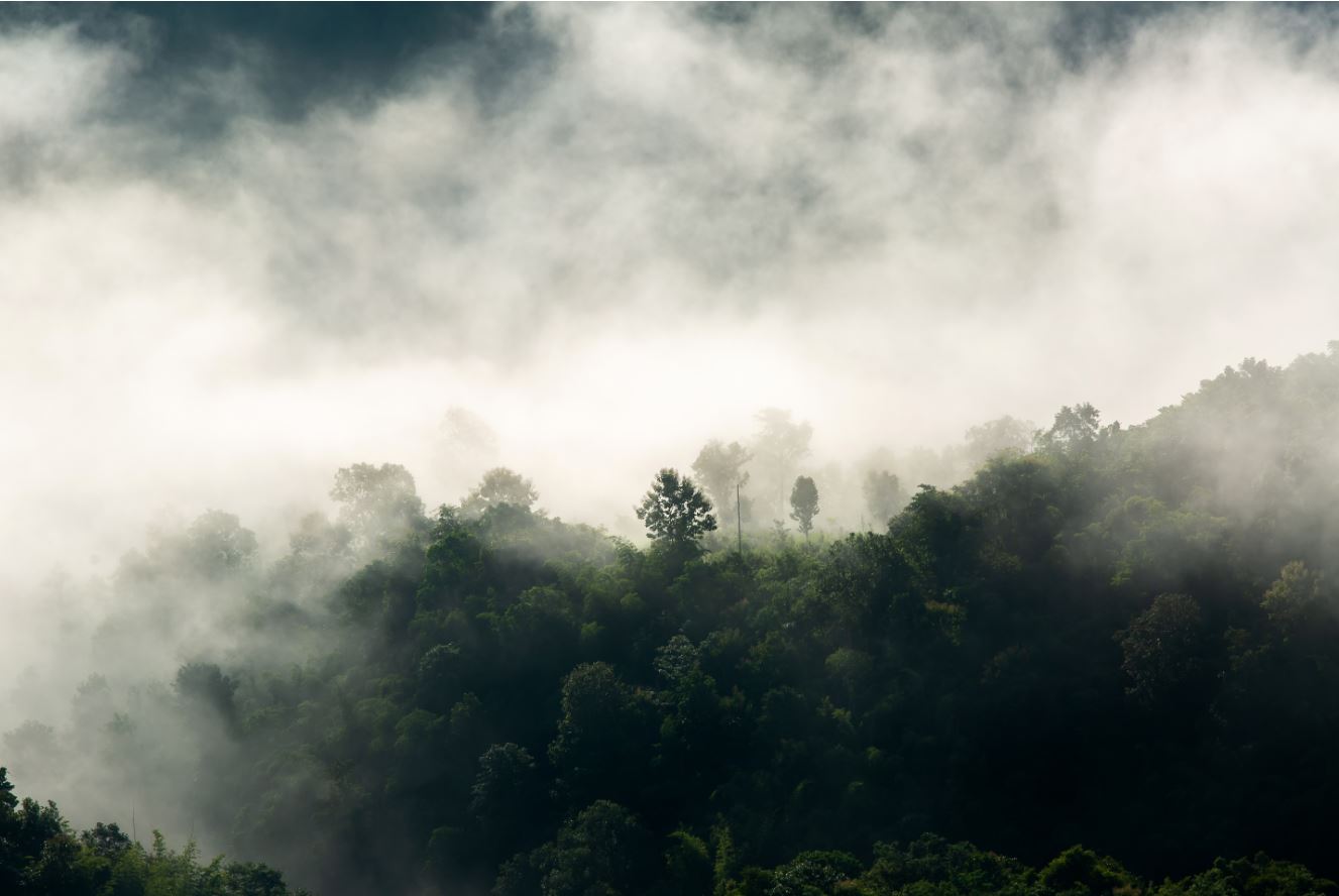 Forest bathing: the healing power of the woods
